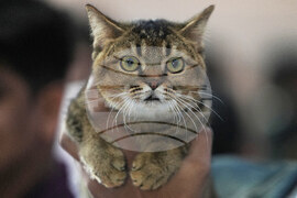 India Cat Show