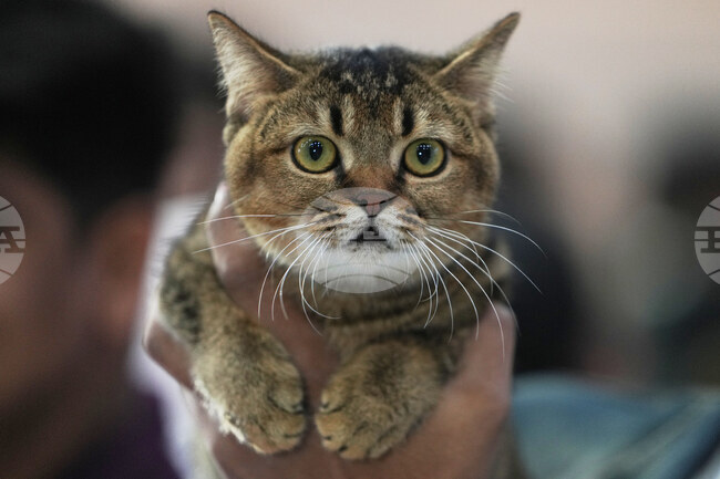 India Cat Show