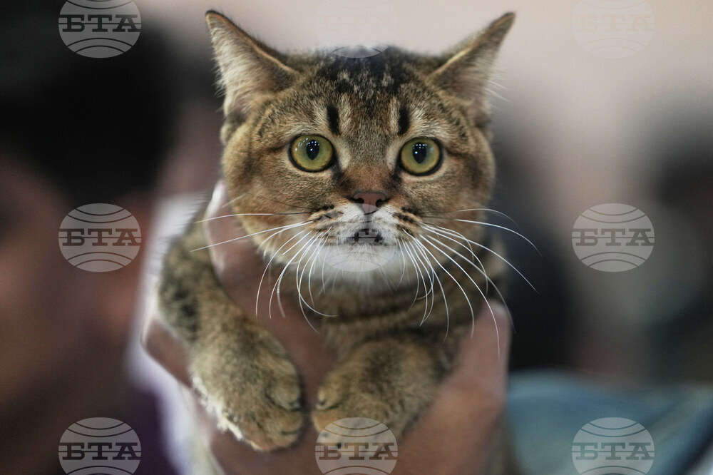 India Cat Show