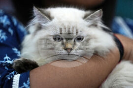 India Cat Show