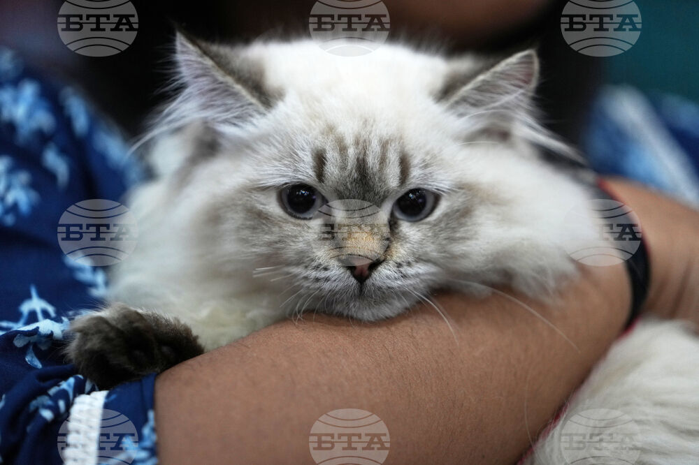 India Cat Show