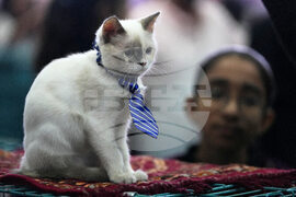 India Cat Show