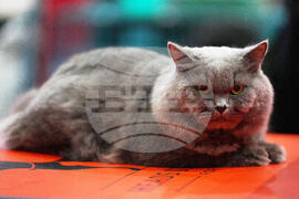 India Cat Show