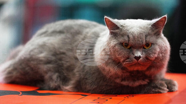 Котаракът Максимус на белгийския премиер засенчва по слава котарака Лари на британските премиери