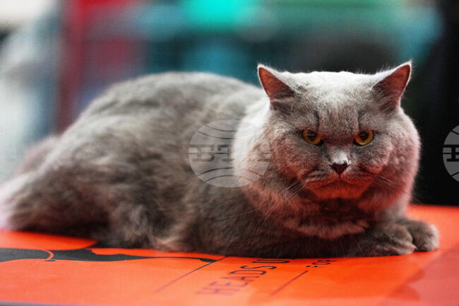 Котаракът Максимус на белгийския премиер засенчва по слава котарака Лари на британските премиери