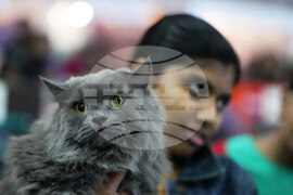 India Cat Show