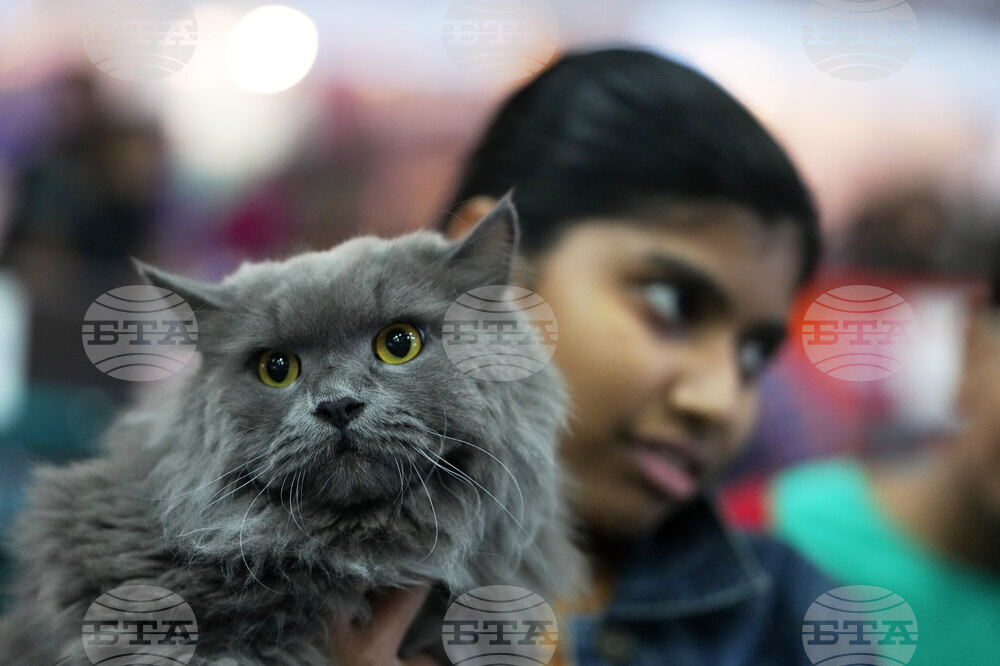 India Cat Show