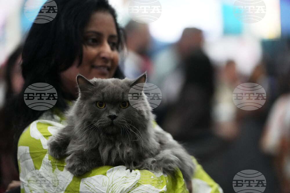 India Cat Show