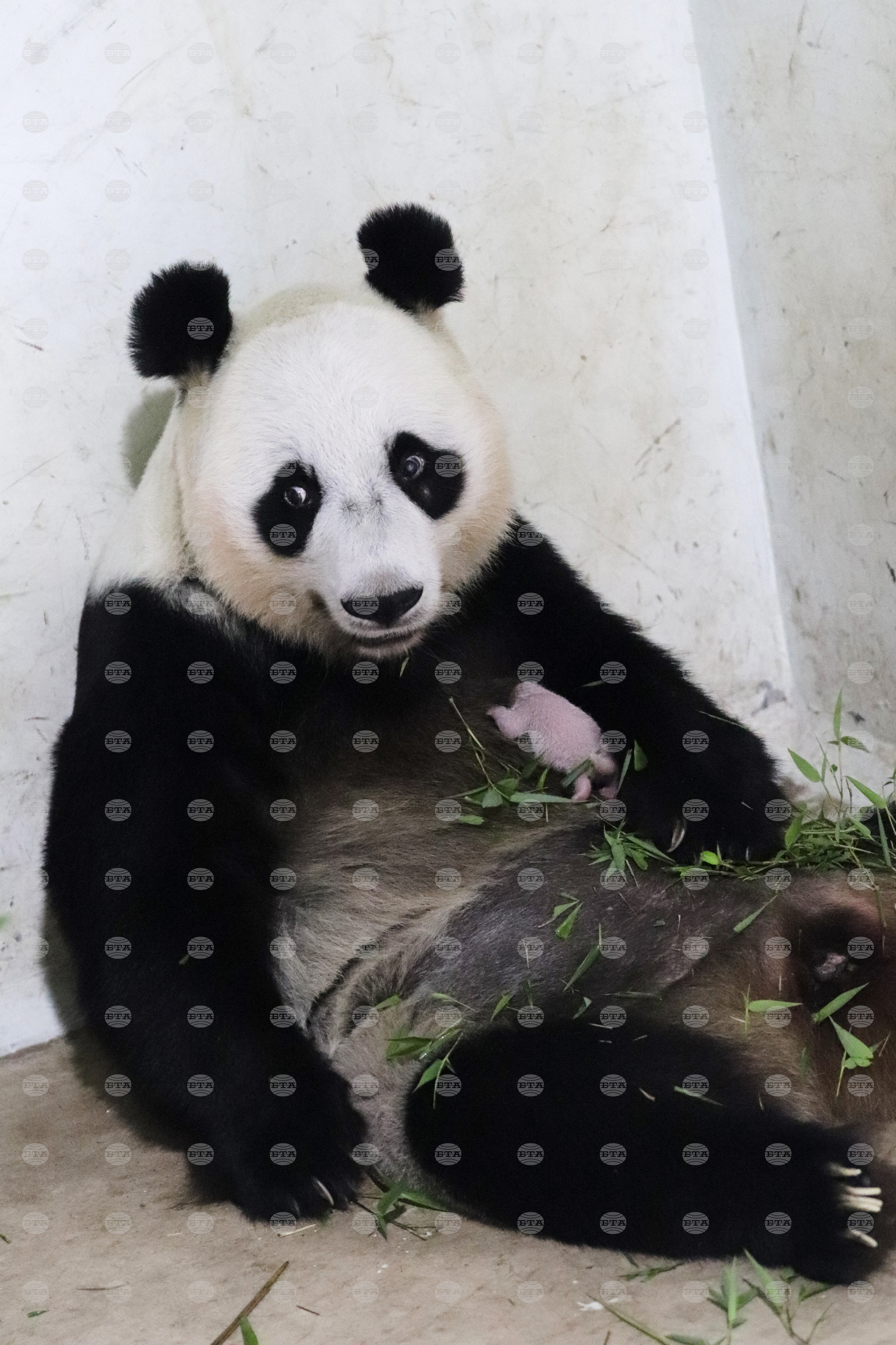 Indonesia China Panda