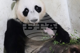 Indonesia China Panda