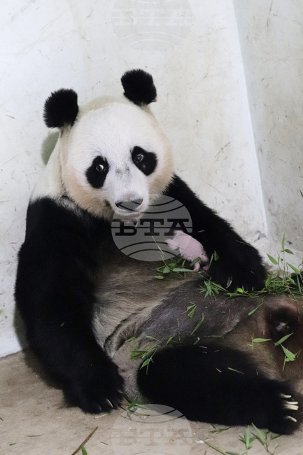 Indonesia China Panda