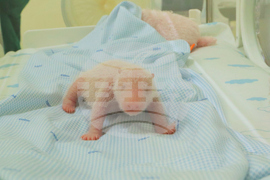 Indonesia China Panda