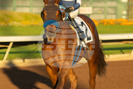 Los Alamitos Horse Racing