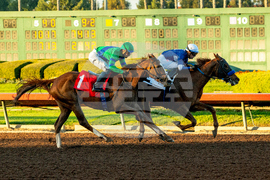 Los Alamitos Horse Racing