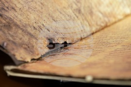 „Азбуки, памет, приемственост“ - конференция - откриване