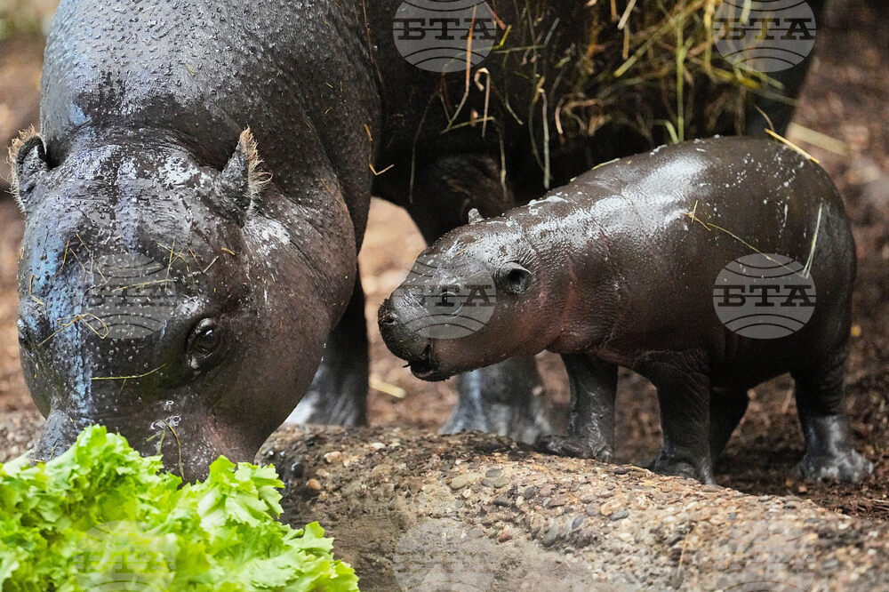 Germany Zoo Hippo