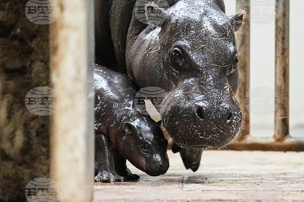 Germany Zoo Hippo