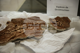 France Dinosaur Smuggling