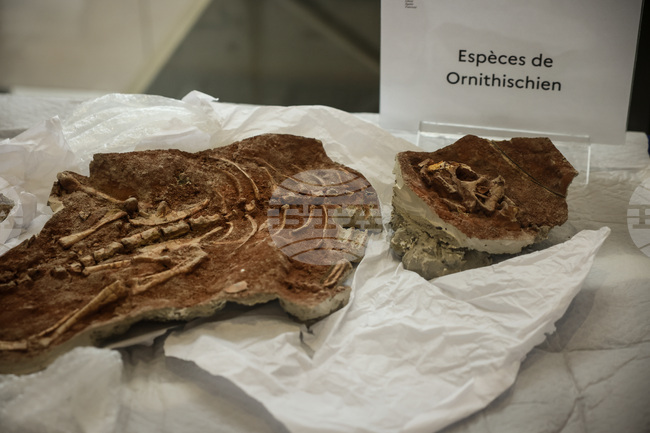 France Dinosaur Smuggling