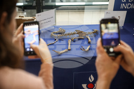 France Dinosaur Smuggling