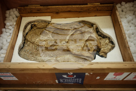 France Dinosaur Smuggling