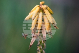 Colombia Amazon Defender