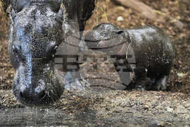 APTOPIX Germany Zoo Hippo