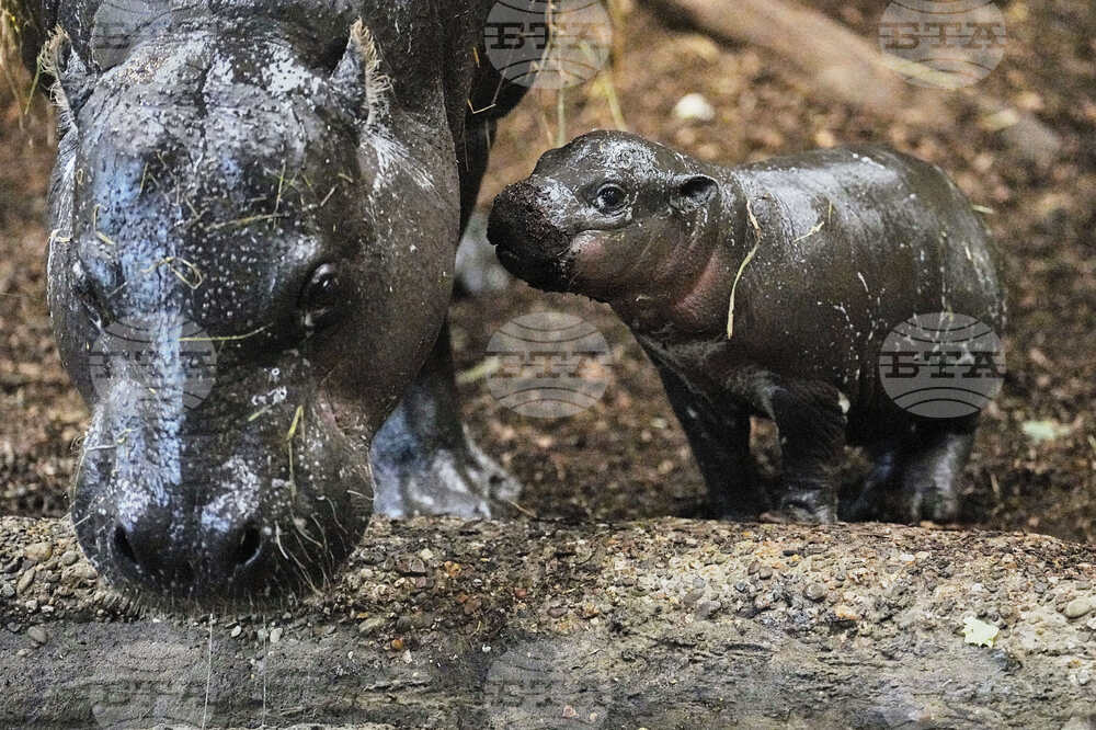 APTOPIX Germany Zoo Hippo