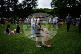 Argentina Golden Retrievers