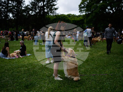 Argentina Golden Retrievers