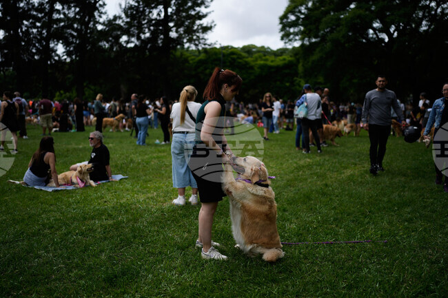 Argentina Golden Retrievers