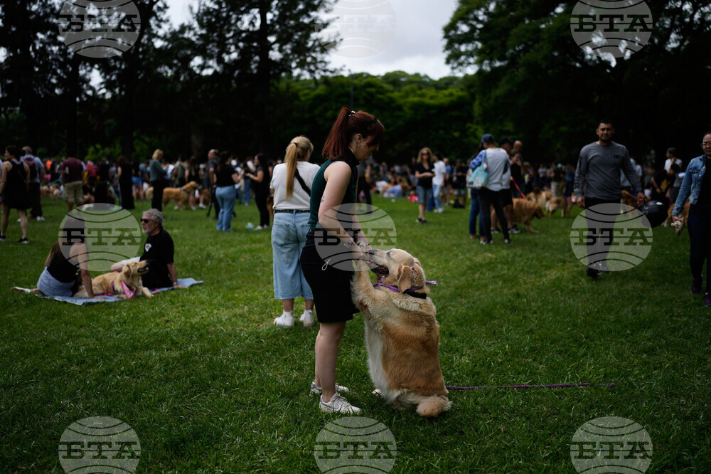 Argentina Golden Retrievers