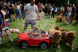 Argentina Golden Retrievers