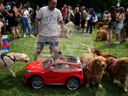 Argentina Golden Retrievers
