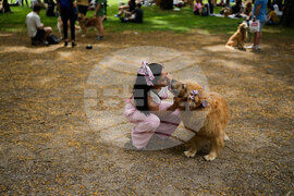 Argentina Golden Retrievers