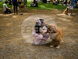 Argentina Golden Retrievers