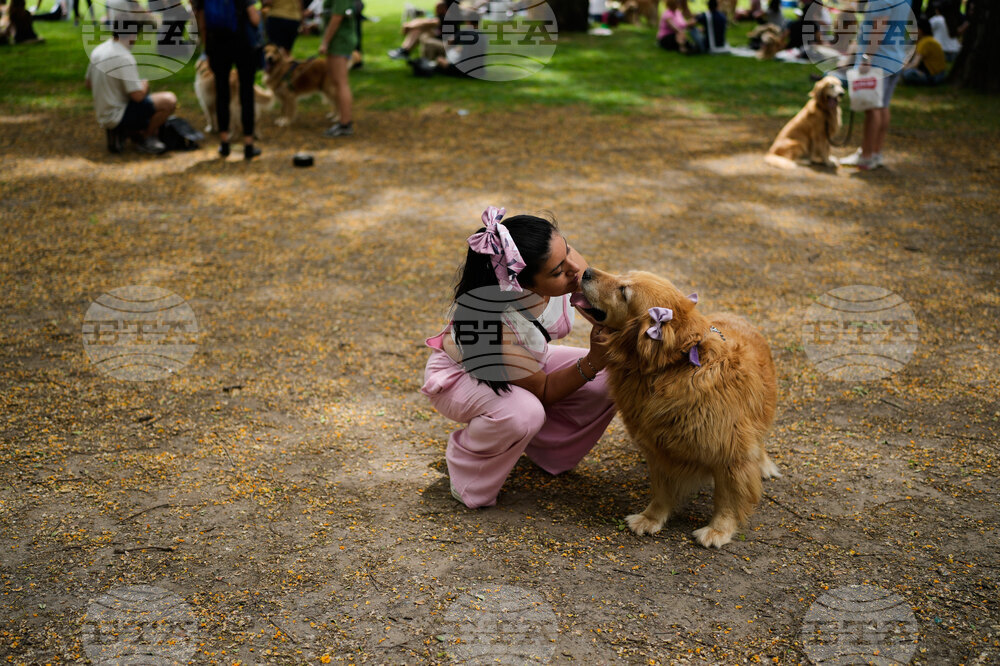 Argentina Golden Retrievers