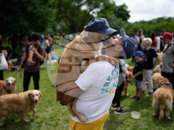 Argentina Golden Retrievers