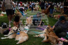 Argentina Golden Retrievers