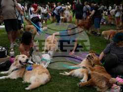 Argentina Golden Retrievers