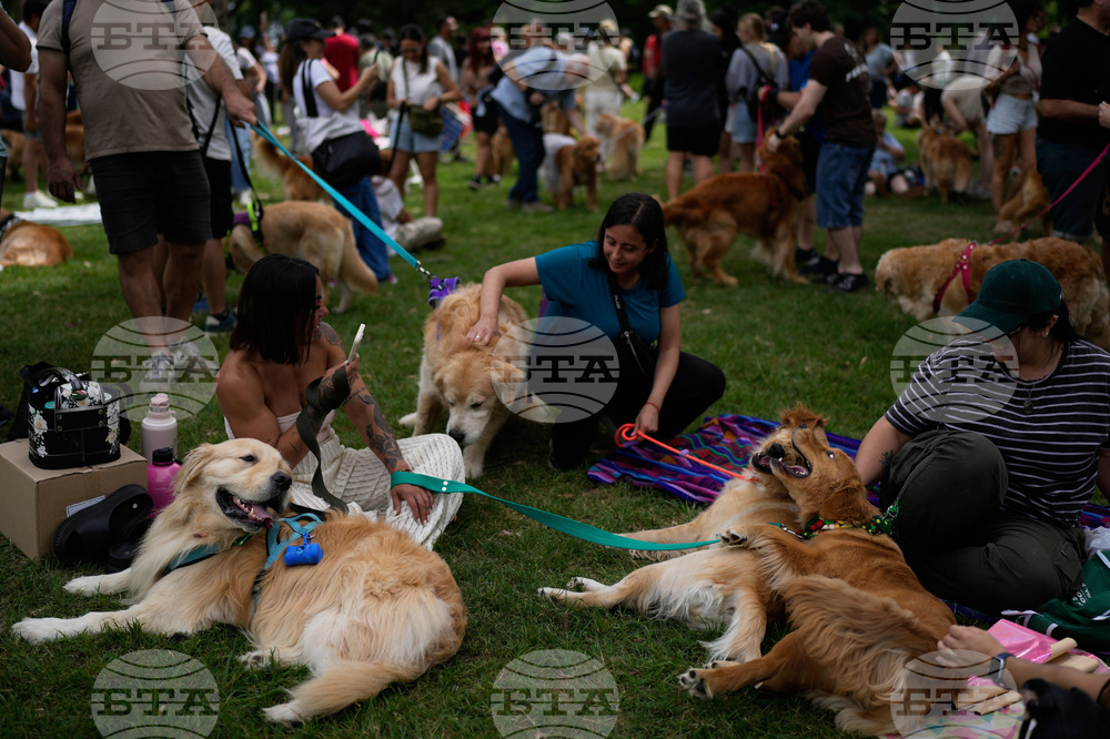 Argentina Golden Retrievers