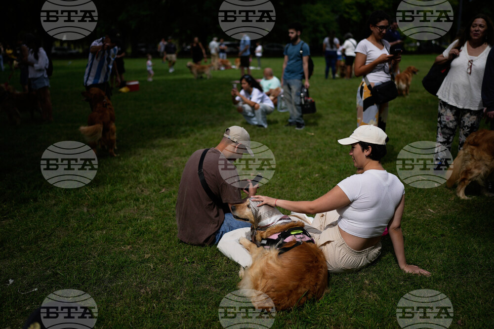 Argentina Golden Retrievers