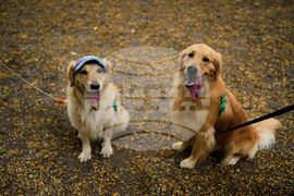 Argentina Golden Retrievers