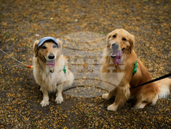 Argentina Golden Retrievers