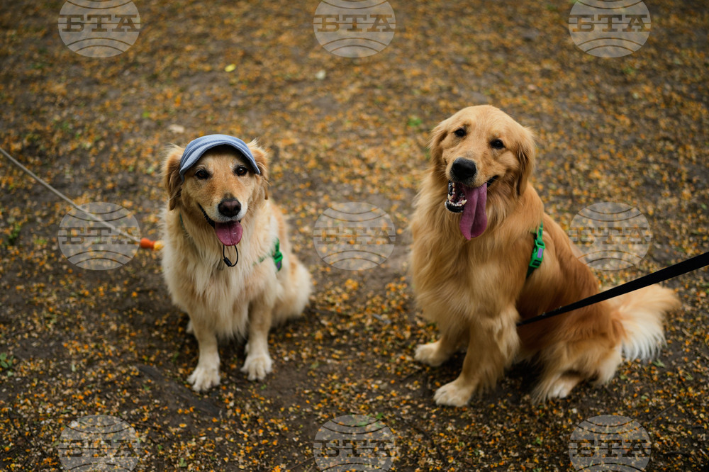 Argentina Golden Retrievers