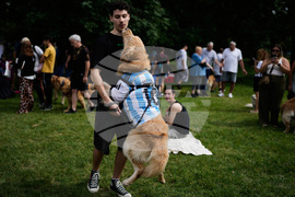 Argentina Golden Retrievers