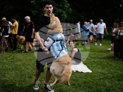 Argentina Golden Retrievers