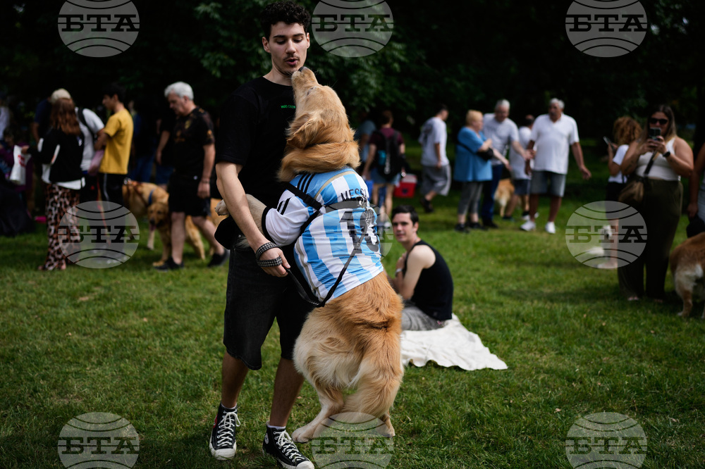Argentina Golden Retrievers