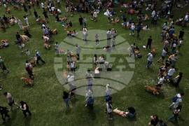 Argentina Golden Retrievers