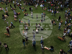 Argentina Golden Retrievers